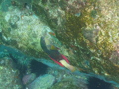 Notolabrus gymnogenis