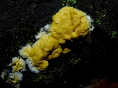 Trichoderma citrinum