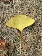 Ginkgo biloba
