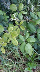 Rubus