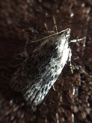 Phaeosaces compsotypa