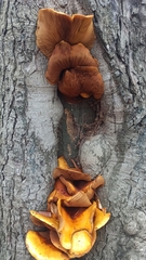 Pholiota