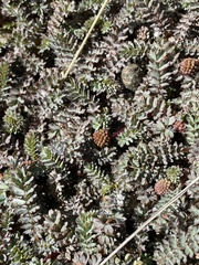 Acaena saccaticupula