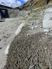 Acaena saccaticupula