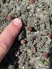 Acaena saccaticupula