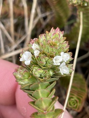 Veronica epacridea