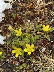 Ranunculus gracilipes