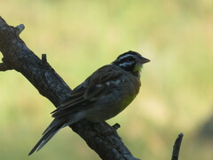 Emberiza flaviventris