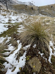Ranunculus gracilipes