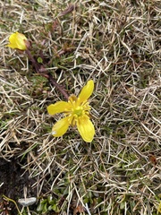 Ranunculus gracilipes