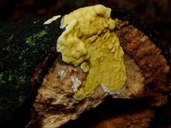 Trichoderma citrinum