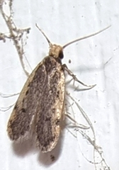 Hoplostega ochroma
