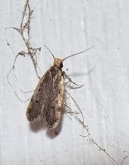 Hoplostega ochroma