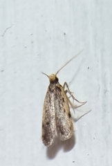 Hoplostega ochroma