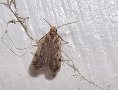 Hoplostega ochroma