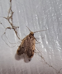 Hoplostega ochroma