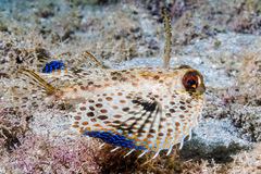 Dactyloptena orientalis