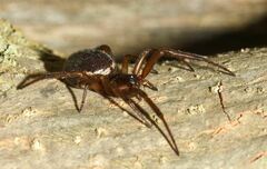 Steatoda paykulliana