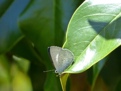 Eirmocides absimilis