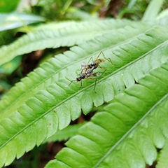Rainieria