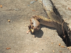 Oligodon fasciolatus