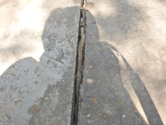 Oligodon fasciolatus