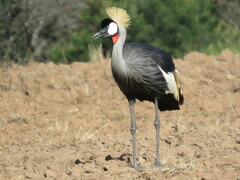 Balearica regulorum