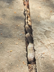 Oligodon fasciolatus