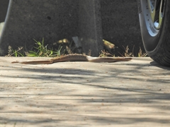 Oligodon fasciolatus