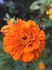 Tagetes erecta