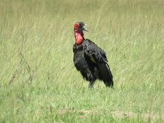 Bucorvus leadbeateri