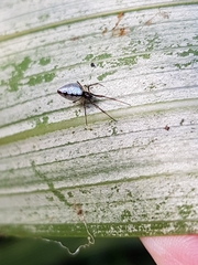 Argyrodes antipodianus