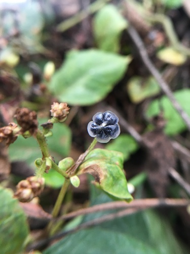 China knotweed