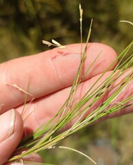 Ehrharta setacea scabra