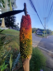 Amorphophallus paeoniifolius