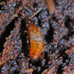 Tachyporinae