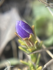 Veronica densifolia