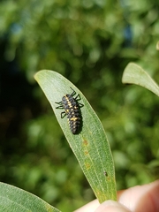 Cleobora mellyi