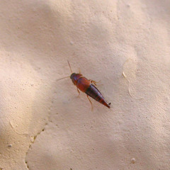 Tachyporus pusillus
