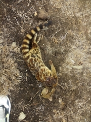 Genetta maculata