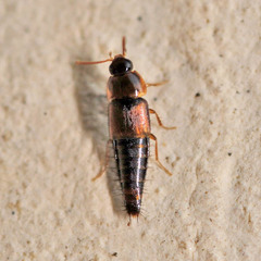 Tachyporus hypnorum