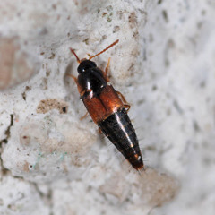 Tachyporus hypnorum