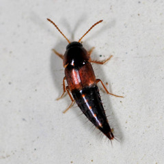 Tachyporus hypnorum