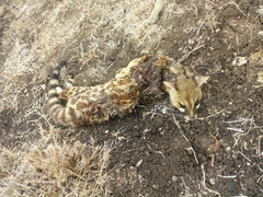 Genetta maculata