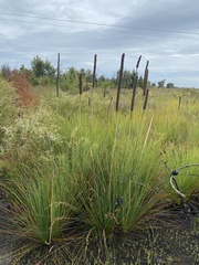 Xanthorrhoea fulva