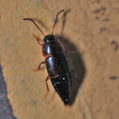 Tachinus laticollis
