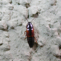 Tachinus fimetarius