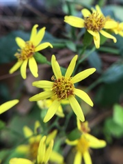 Senecio scandens