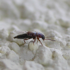 Tachinus corticinus