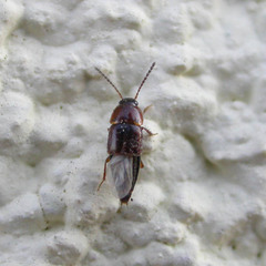 Tachinus corticinus